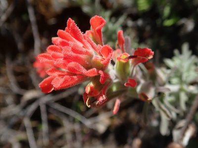 Castilleja foliolosa, photographed by joergmlpts