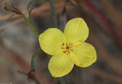 Eulobus californicus, photographed by Millie Basden