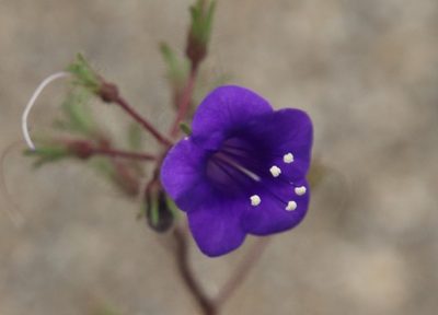 Phacelia minor, photographed by Millie Basden