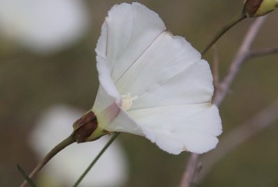 Calystegia macrostegia