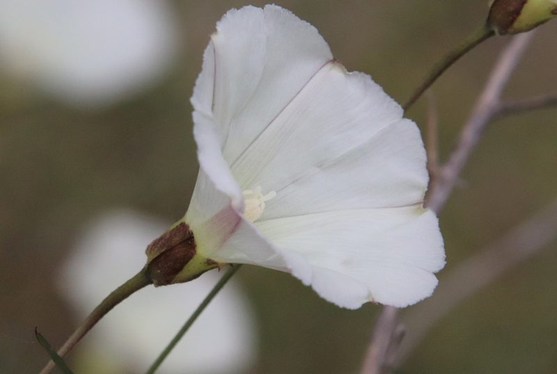 Calystegia macrostegia, photographed by Millie Basden