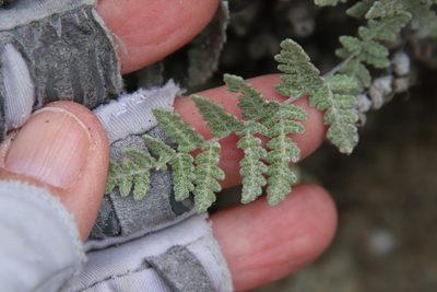 Myriopteris newberryi, photographed by Millie Basden