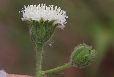 Chaenactis artemisiifolia, photographed by Millie Basden