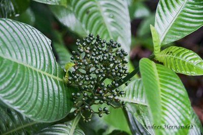 Psychotria limonensis, photographed by Andres Hernandez