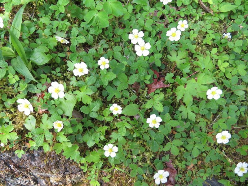 Fragaria nipponica, photographed by Marco Mussita
