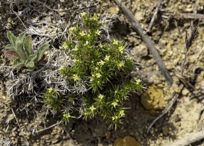 Galium andrewsii, photographed by Zack Abbey