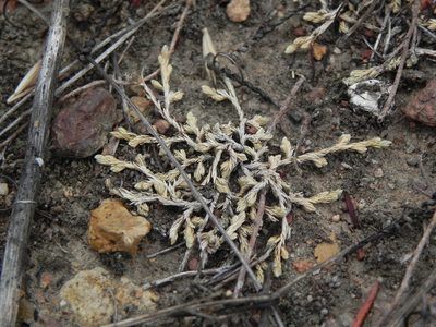 Selaginella cinerascens, photographed by James C. Davis