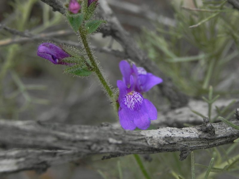 Sairocarpus nuttallianus, photographed by James C. Davis