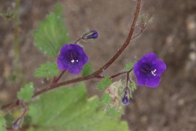 Phacelia minor, photographed by Millie Basden