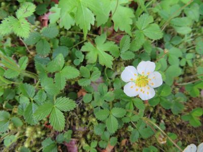 Fragaria nipponica, photographed by Marco Mussita