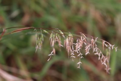 Ehrharta longiflora, photographed by Millie Basden