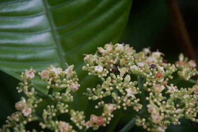 Psychotria limonensis, photographed by Andres Hernandez