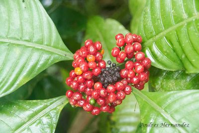 Psychotria limonensis, photographed by Andres Hernandez