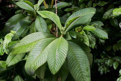 Psychotria micrantha, photographed by Andres Hernandez
