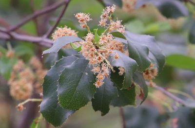 Prunus ilicifolia, photographed by Millie Basden