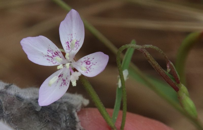 Clarkia similis, photographed by Millie Basden