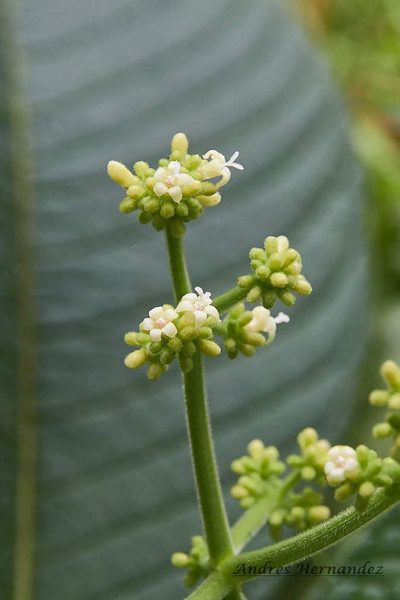 Psychotria micrantha, photographed by Andres Hernandez