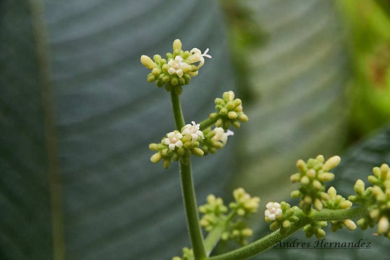 Psychotria micrantha, photographed by Andres Hernandez