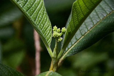 Psychotria micrantha, photographed by Andres Hernandez