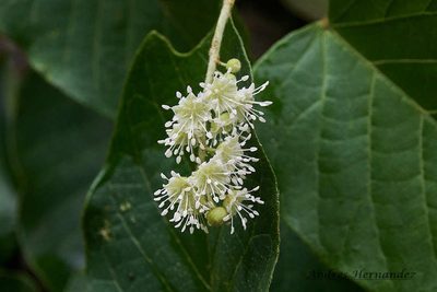 Croton billbergianus, photographed by Andres Hernandez