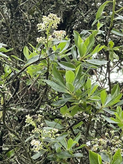 Escallonia discolor, photographed by Nicolás Baresch Uribe