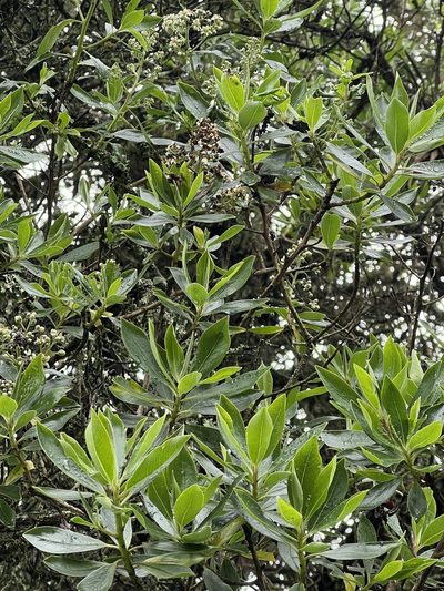 Escallonia discolor, photographed by Nicolás Baresch Uribe