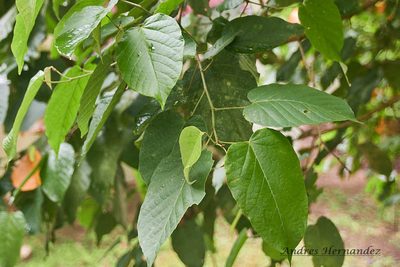 Croton billbergianus, photographed by Andres Hernandez