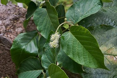Croton billbergianus, photographed by Andres Hernandez