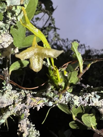 Hofmeisterella eumicroscopica, photographed by Nicolás Baresch Uribe