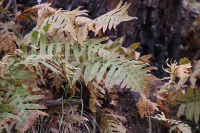 Polypodium californicum, photographed by Millie Basden
