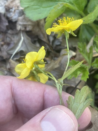 Waldsteinia ternata, photographed by Tom Pollard