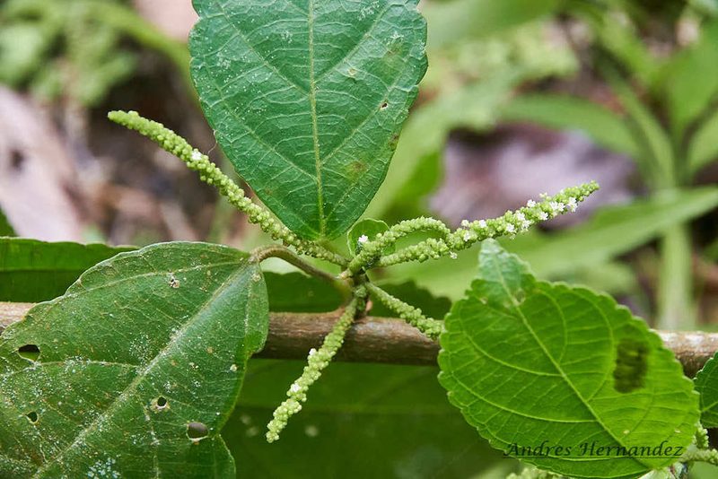 Acalypha diversifolia, photographed by Andres Hernandez