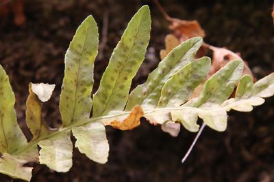 Polypodium californicum, photographed by Millie Basden