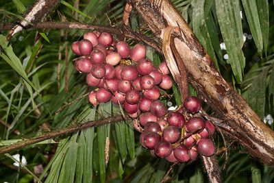 Bactris major, photographed by Andres Hernandez