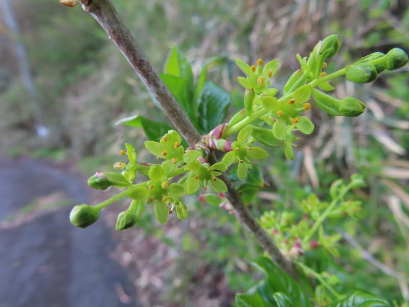 Orixa japonica, photographed by Timur Kalininsky