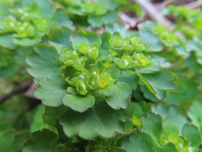 Chrysosplenium japonicum, photographed by Timur Kalininsky