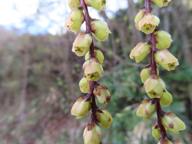 Stachyurus praecox, photographed by Timur Kalininsky