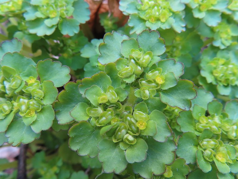 Chrysosplenium japonicum, photographed by Timur Kalininsky