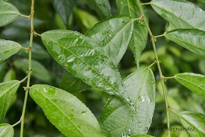 Acalypha diversifolia, photographed by Andres Hernandez