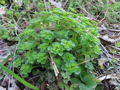 Chrysosplenium japonicum, photographed by Timur Kalininsky
