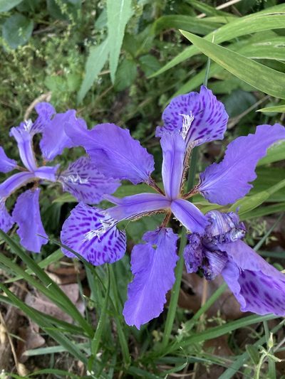 Iris tectorum, photographed by Heather DeGaetano