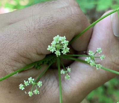 Ligusticum canadense, photographed by Ashwin Srinivasan
