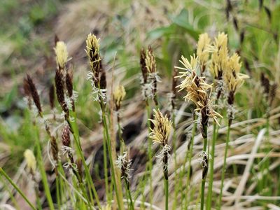 Carex pensylvanica, photographed by Katie Kucera