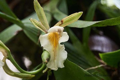 Aspasia principissa, photographed by Andres Hernandez