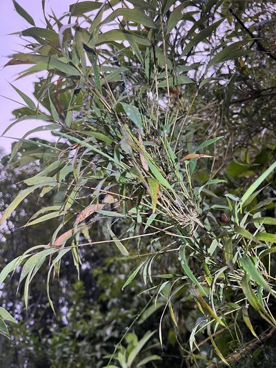 Chusquea scandens, photographed by Nicolás Baresch Uribe