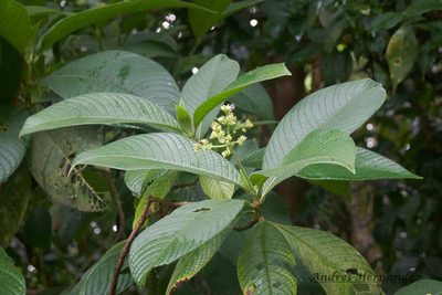 Psychotria micrantha, photographed by Andres Hernandez