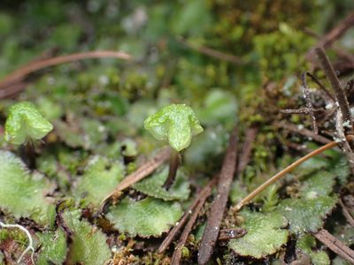 Reboulia hemisphaerica, photographed by Julia Carr