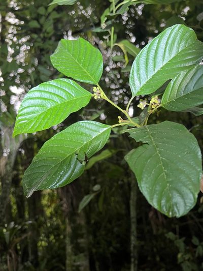 Frangula sphaerosperma, photographed by Nicolás Baresch Uribe