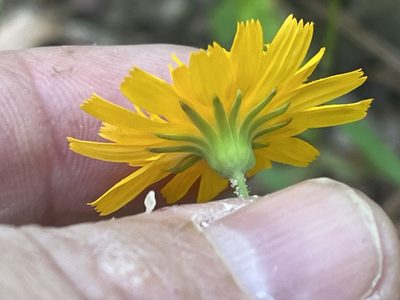 Krigia biflora, photographed by Brian Finzel