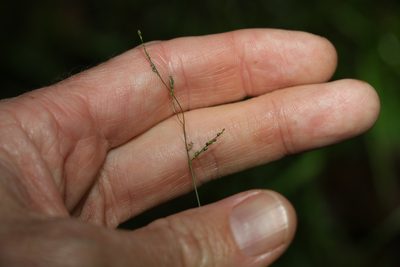 Ottochloa gracillima, photographed by Greg Tasney